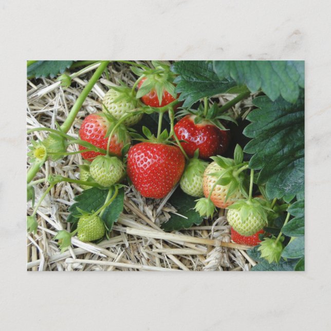 Cartão postal de planta de morango no jardim (Frente)