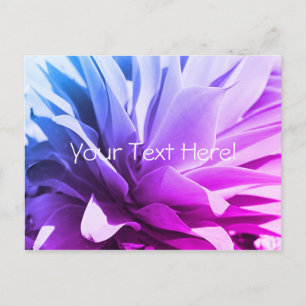 Cartão postal de planta suculenta roxa rosa azul