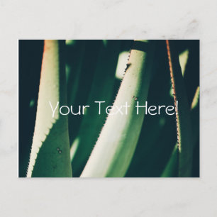 Cartão postal de plantas de aloe verde pálido funk