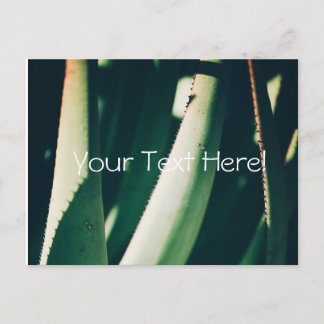 Cartão postal de plantas de aloe verde pálido funk