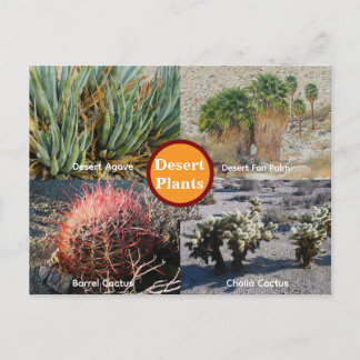 Cartão Postal de Plantas do Deserto