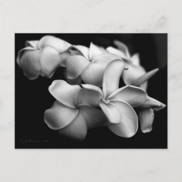 Cartão postal de plumeria..