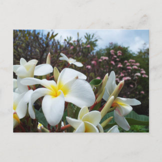 Cartão Postal de Plumerias de Waikoloa 1