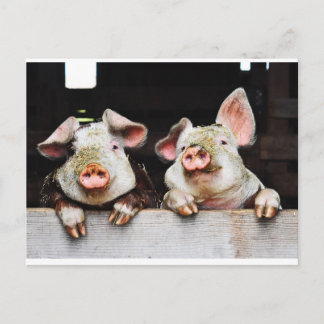 Cartão postal de porcos felizes