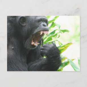 Cartão Postal de Presas de Chimpanzé