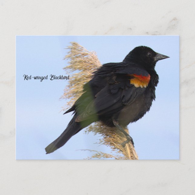 Cartão Postal de Preto-alado (Frente)