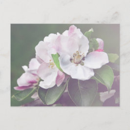 Cartão postal de primavera com flores de laranjeir
