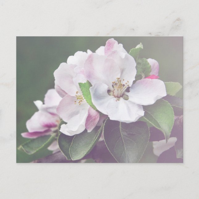 Cartão postal de primavera com flores de laranjeir (Frente)