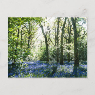 Cartão postal de primavera Sunbeams