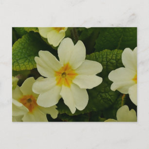 Cartão postal de Primaveras