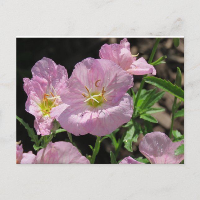 Cartão postal de Primrose Mexicana Rosa (Frente)