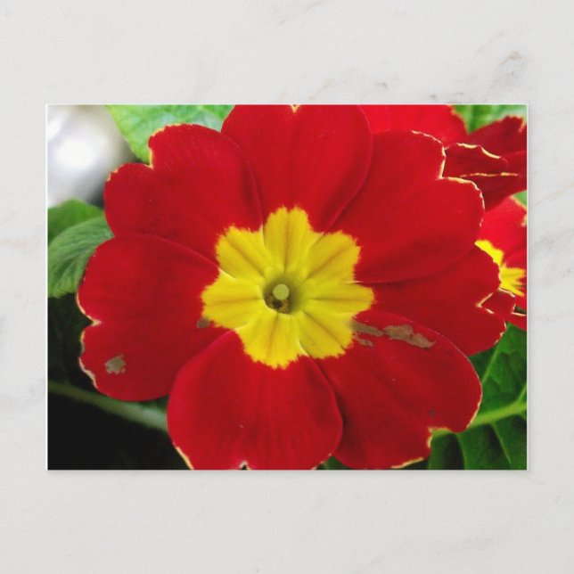 Cartão Postal de Primula Vermelha (Frente)