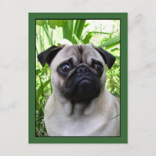 Cartão postal de Pug