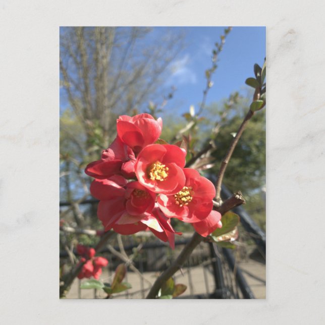 Cartão Postal de Quince Japonês no Parque (Frente)