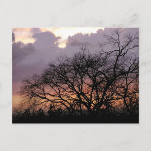 Cartão postal de Ramificações Skyscape