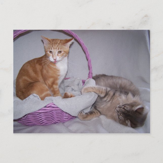 cartão postal de Razzberries (Frente)