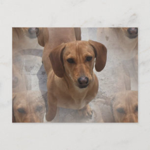 Cartão postal de resgate Dachshund
