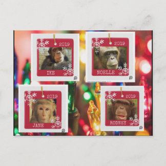 cartão postal de resgate de primatas Cindy