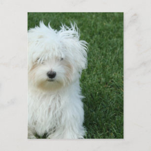 Cartão postal de resgate maltês