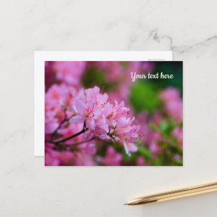 Cartão postal de Rododendro Rosa