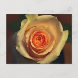 Cartão postal de Rosa Amarela