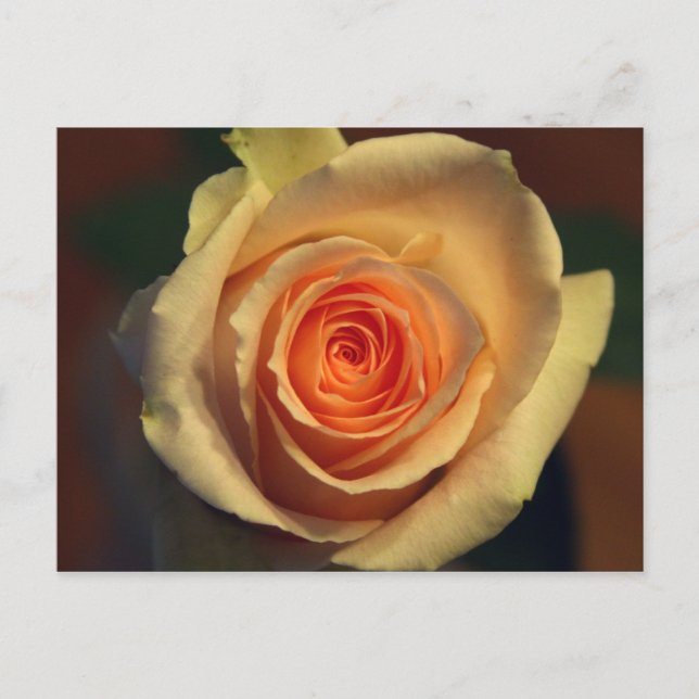 Cartão postal de Rosa Amarela (Frente)