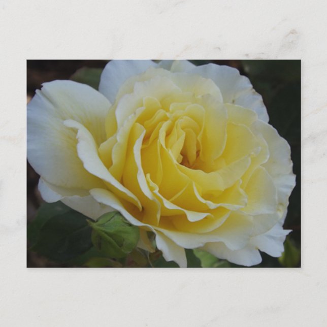 Cartão postal de rosa branca (Frente)