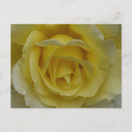 Cartão postal de rosa branca e amarela