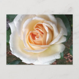 Cartão postal de Rosa de Verão de Ivory White