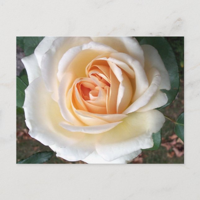 Cartão postal de Rosa de Verão de Ivory White (Frente)