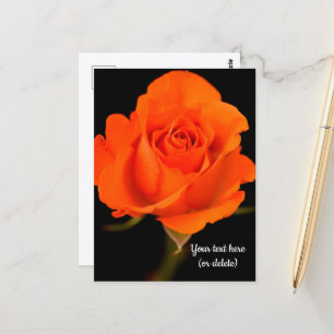 Cartão Postal de Rosa Laranja Única