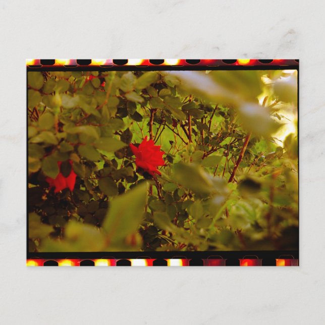 Cartão postal de Rosa oculto do filme Vintage (Frente)