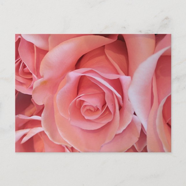 Cartão postal de rosa rosa (Frente)