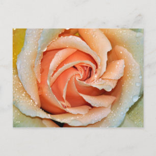 Cartão postal de rosa única cor de coral