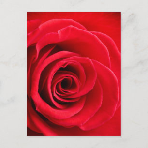 Cartão postal de rosa vermelha