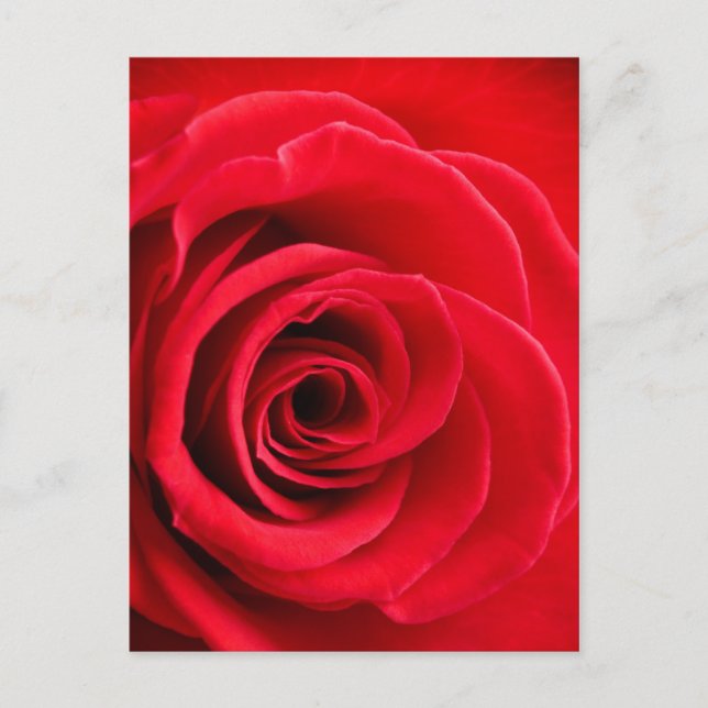 Cartão postal de rosa vermelha (Frente)