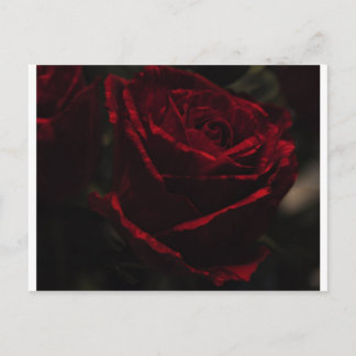 Cartão postal de rosa vermelha