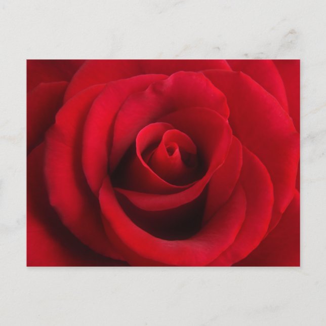 Cartão postal de rosa vermelha (Frente)