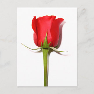 Cartão postal de rosa vermelha