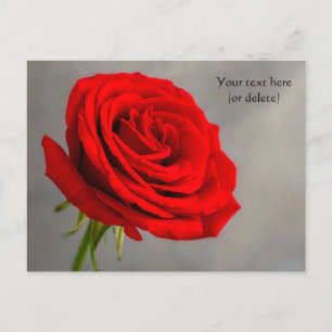 Cartão Postal de Rosa Vermelha Única