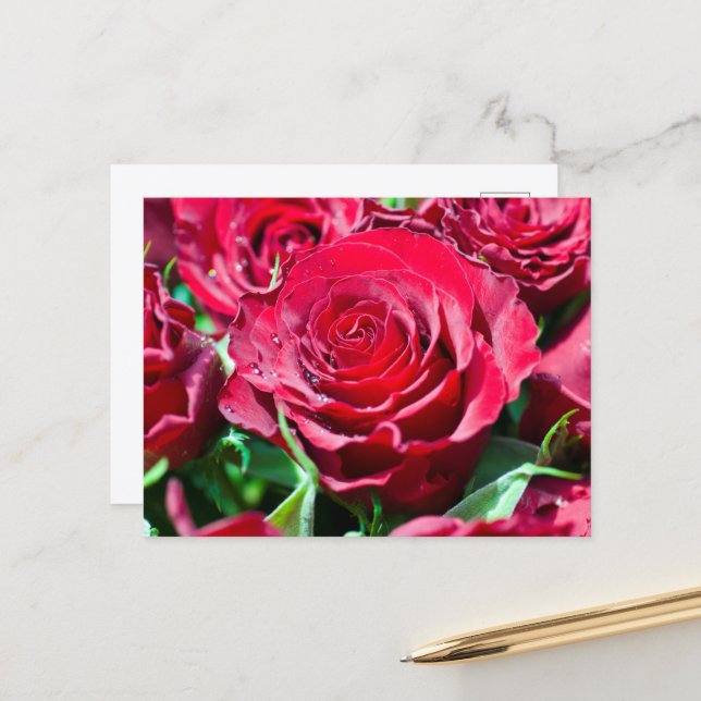 Cartão Postal de Rosas Vermelhas (Frente/Verso In Situ)