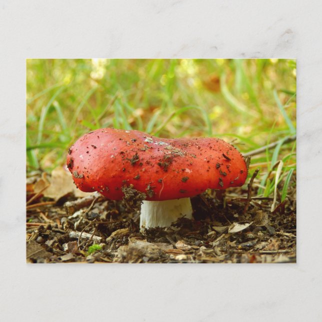 Cartão postal de Russula Emetica (Frente)