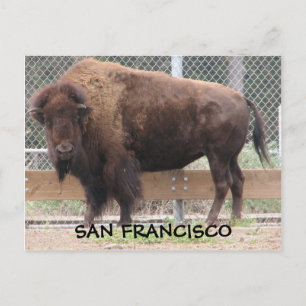 Cartão postal de São Francisco Bison!