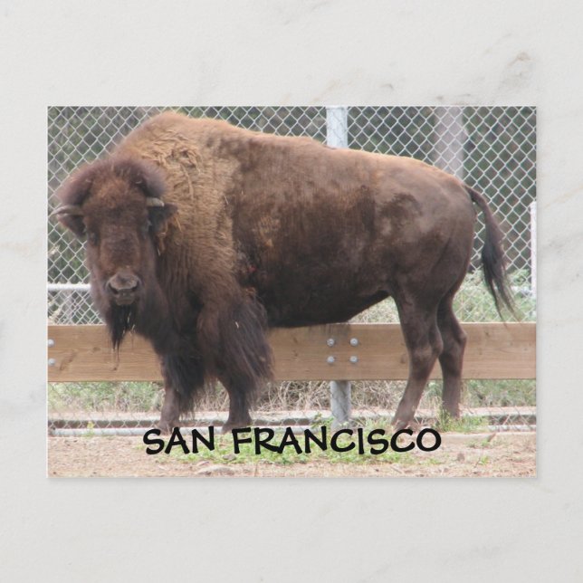 Cartão postal de São Francisco Bison! (Frente)