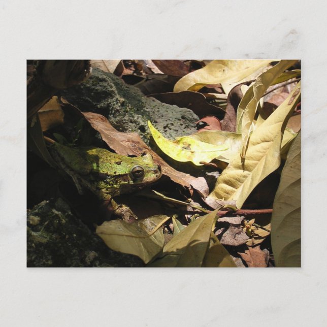 Cartão postal de sapo (Frente)