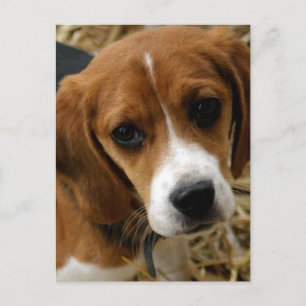 Cartão Postal de Saudação de Cachorro Beagle Filho