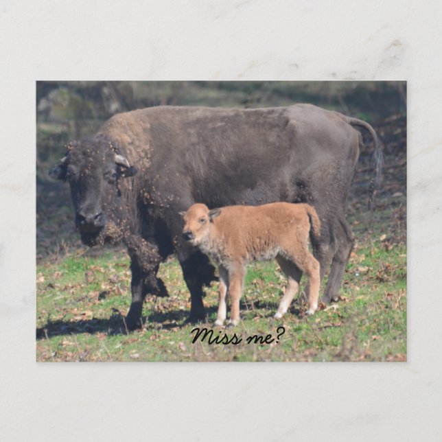 Cartão postal de saudades (Frente)