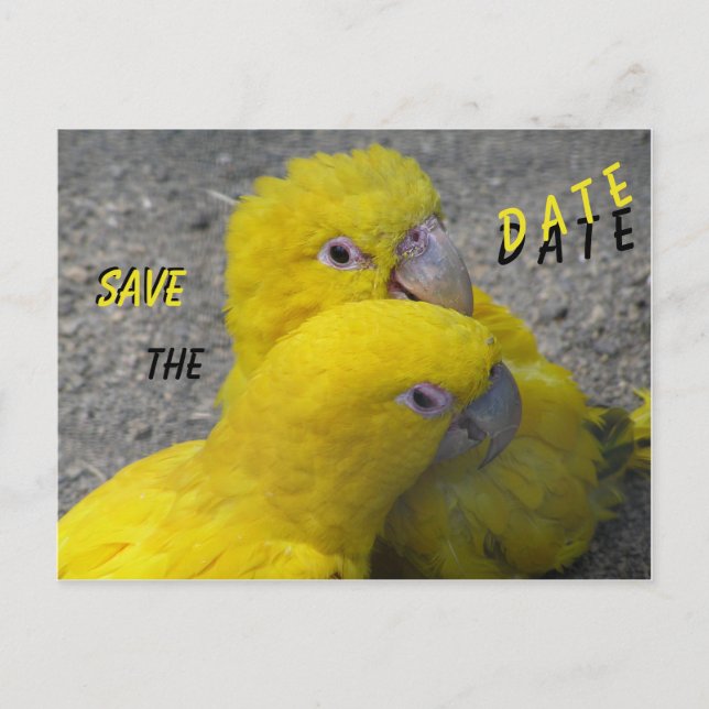 Cartão postal de SAVE THE DATE de casal de papagai (Frente)