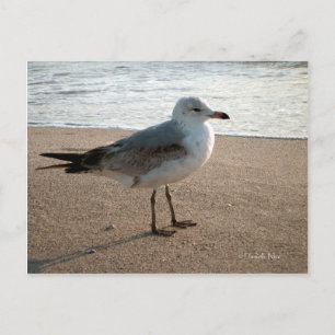 Cartão postal de Seagull da Praia