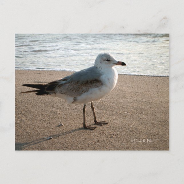 Cartão postal de Seagull da Praia (Frente)